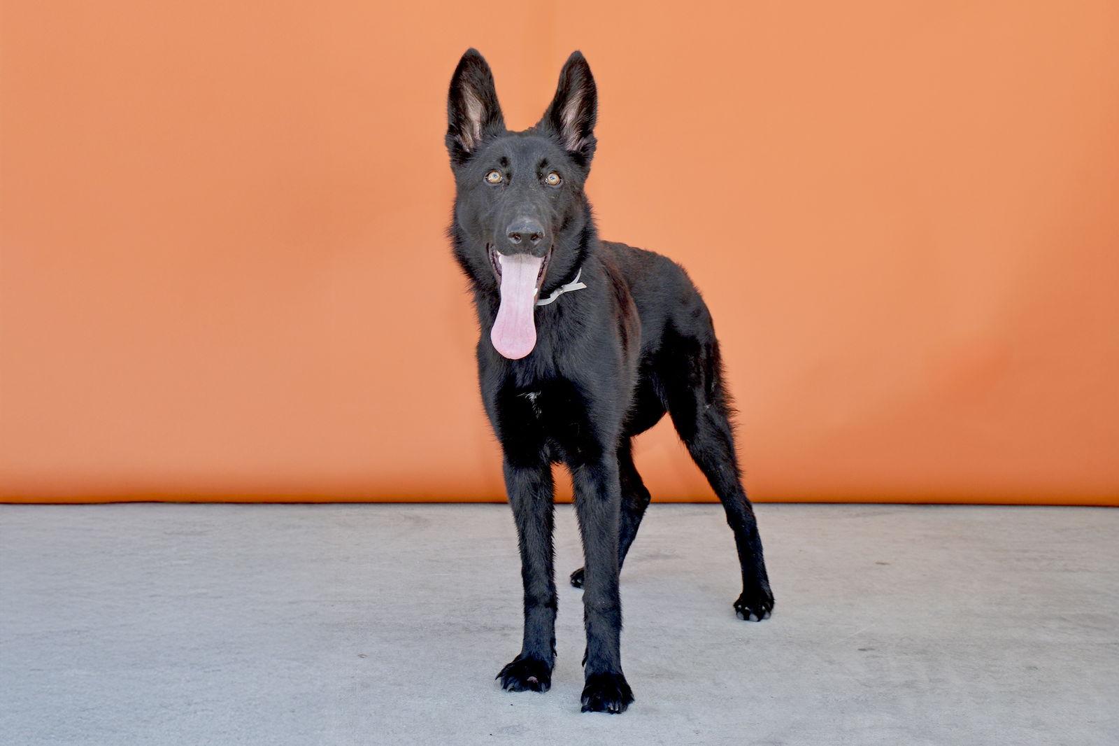 AZULA, a Adoptable German Shepherd Dog in Pasadena, CA image 2/2