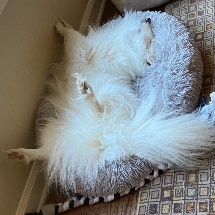 Barkley, a Adoptable Shetland Sheepdog / Sheltie in Charlotte, NC image 5/5