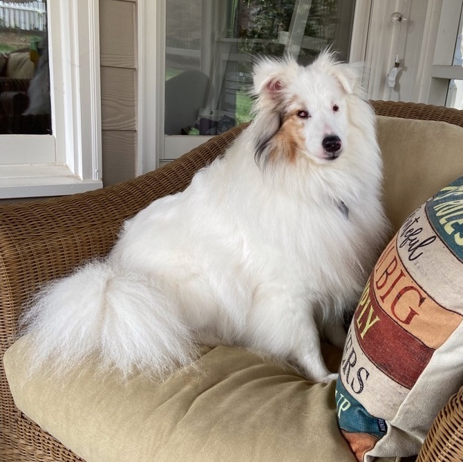 Barkley, a Adoptable Shetland Sheepdog / Sheltie in Charlotte, NC image 4/5