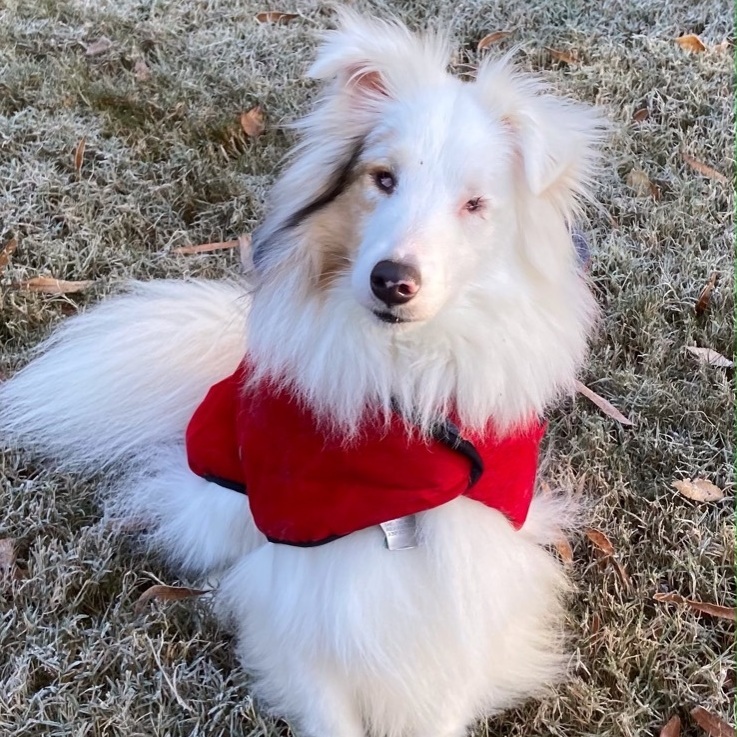 Barkley, a Adoptable Shetland Sheepdog / Sheltie in Charlotte, NC image 1/5