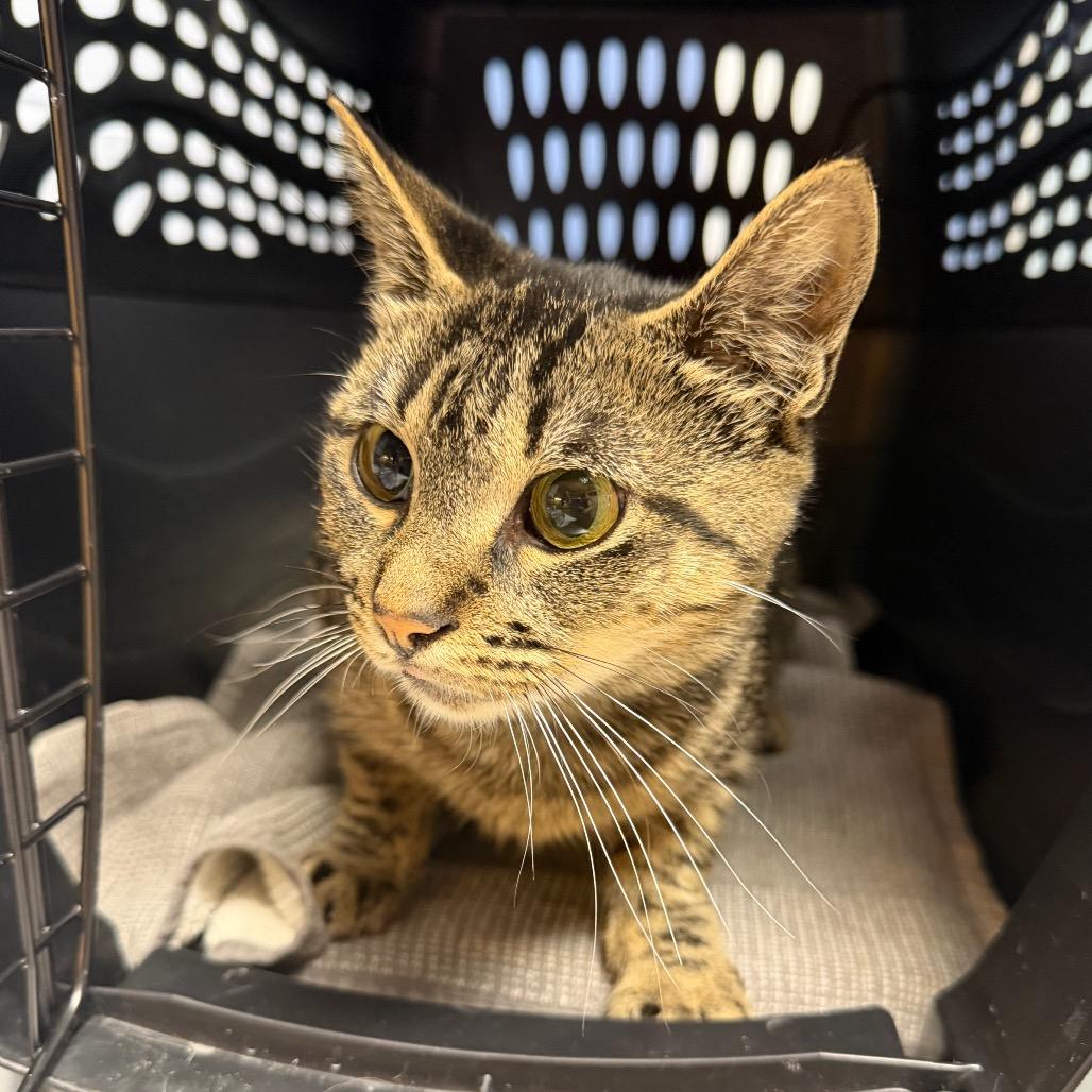 Enlarge Bailey, a Adoptable Domestic Short Hair in DeKalb, IL image 1/1