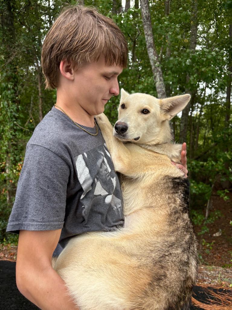 Enlarge China, a Adoptable Shepherd in Effingham, SC image 2/2