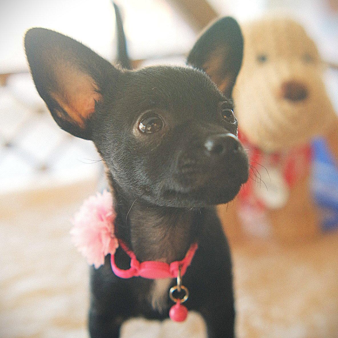 Emmie, Adopted, Puppy Female Rat Terrier & Chihuahua.