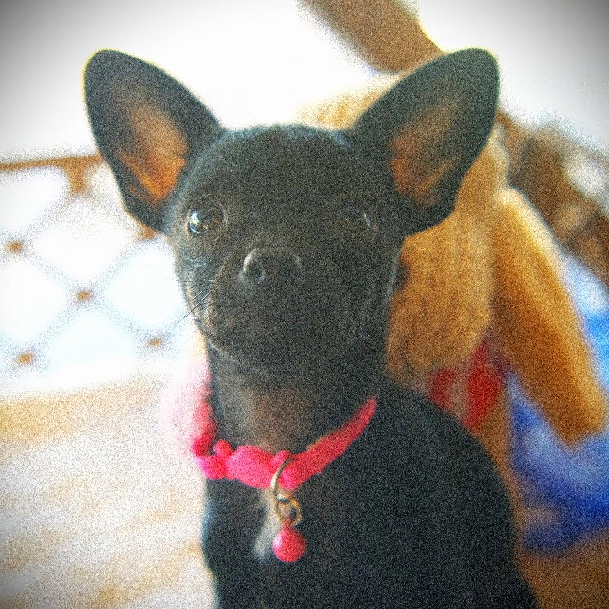 Enlarge Emmie, a Adopted mixed breed in San Jose, CA image 2/3
