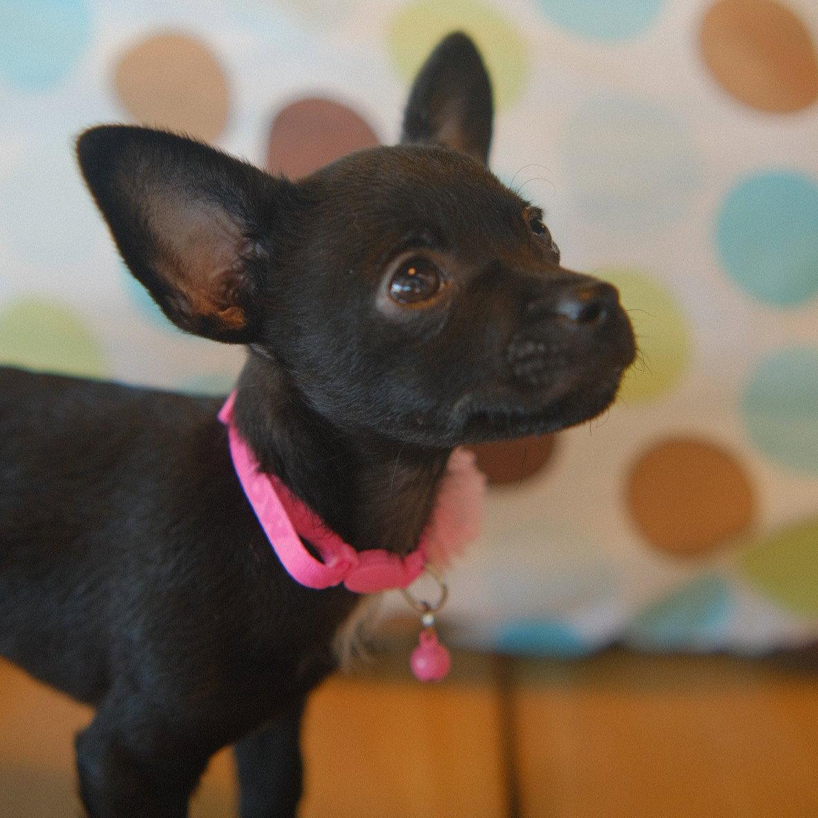 Enlarge Emmie, a Adopted mixed breed in San Jose, CA image 3/3