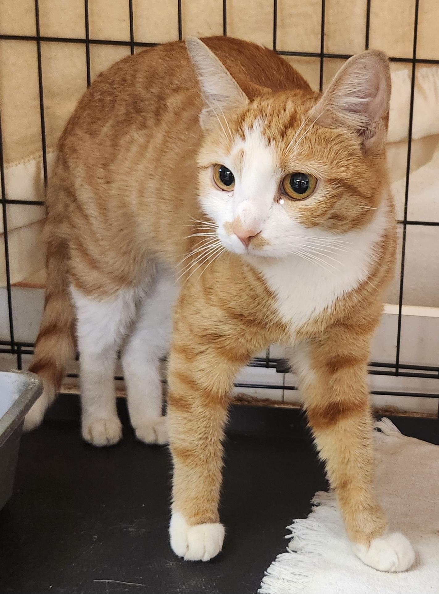 Enlarge Trinity, a Adoptable Domestic Short Hair in Mansfield Center, CT image 1/2