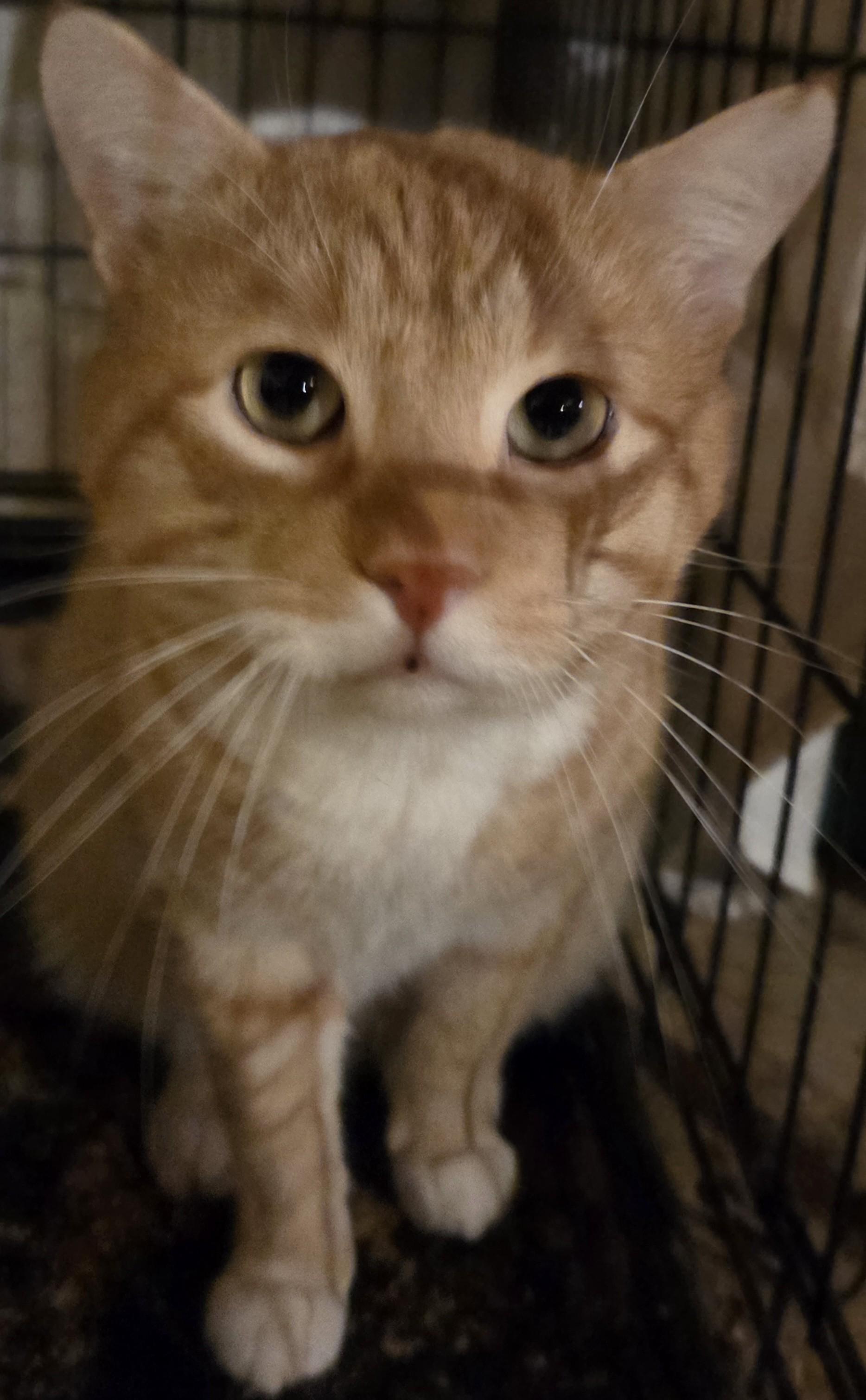 Enlarge Trinity, a Adoptable Domestic Short Hair in Mansfield Center, CT image 2/2