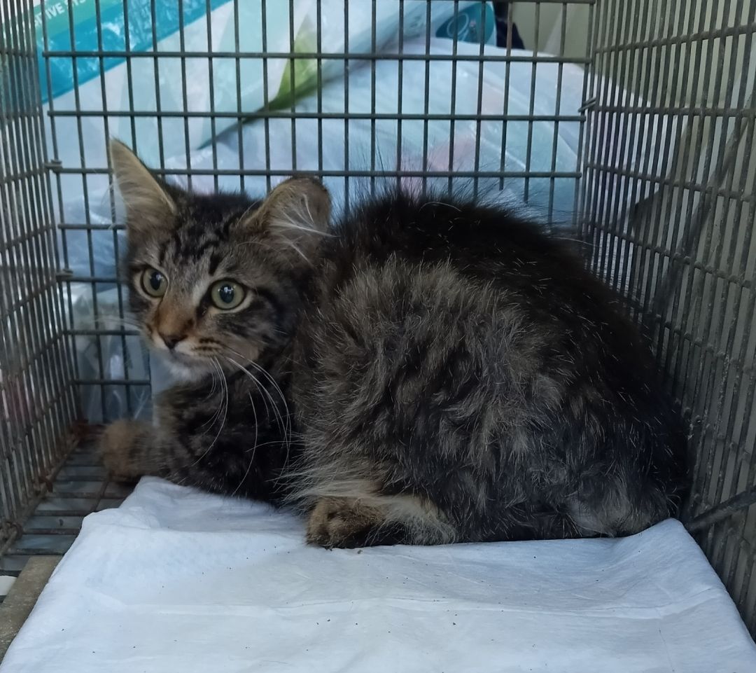 Twixby, a Adopted mixed breed in Cookeville, TN image 1/6