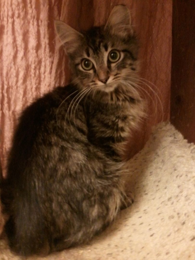 Twixby, a Adopted mixed breed in Cookeville, TN image 2/6