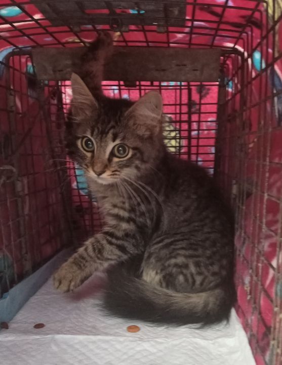 Twixby, a Adopted mixed breed in Cookeville, TN image 3/6