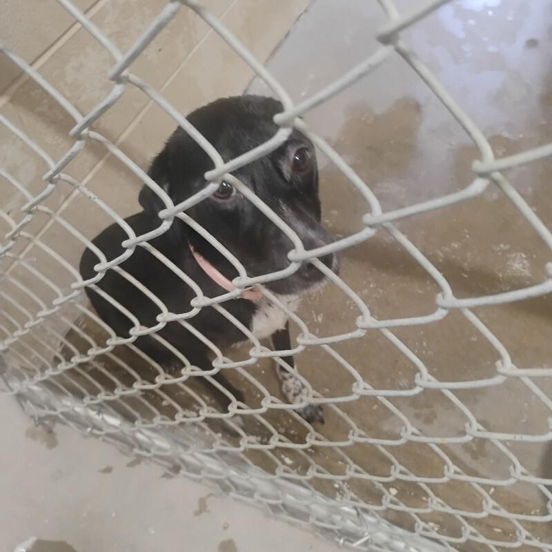 Mary 7-23-2026, Adoptable, Young Female Australian Cattle Dog / Blue Heeler & Border Collie.