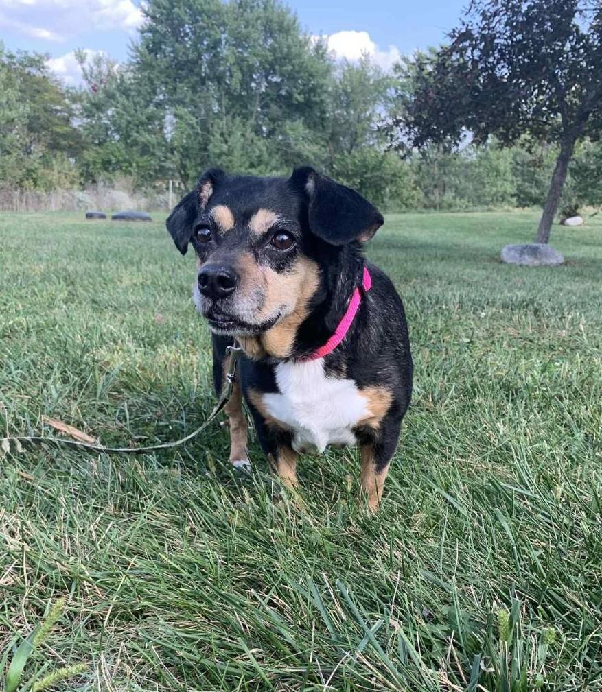 Piper