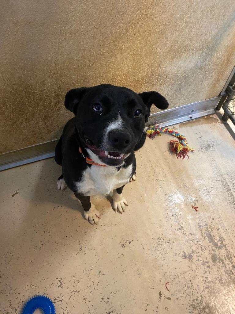 Jaxx, Adoptable, Young Male Husky.