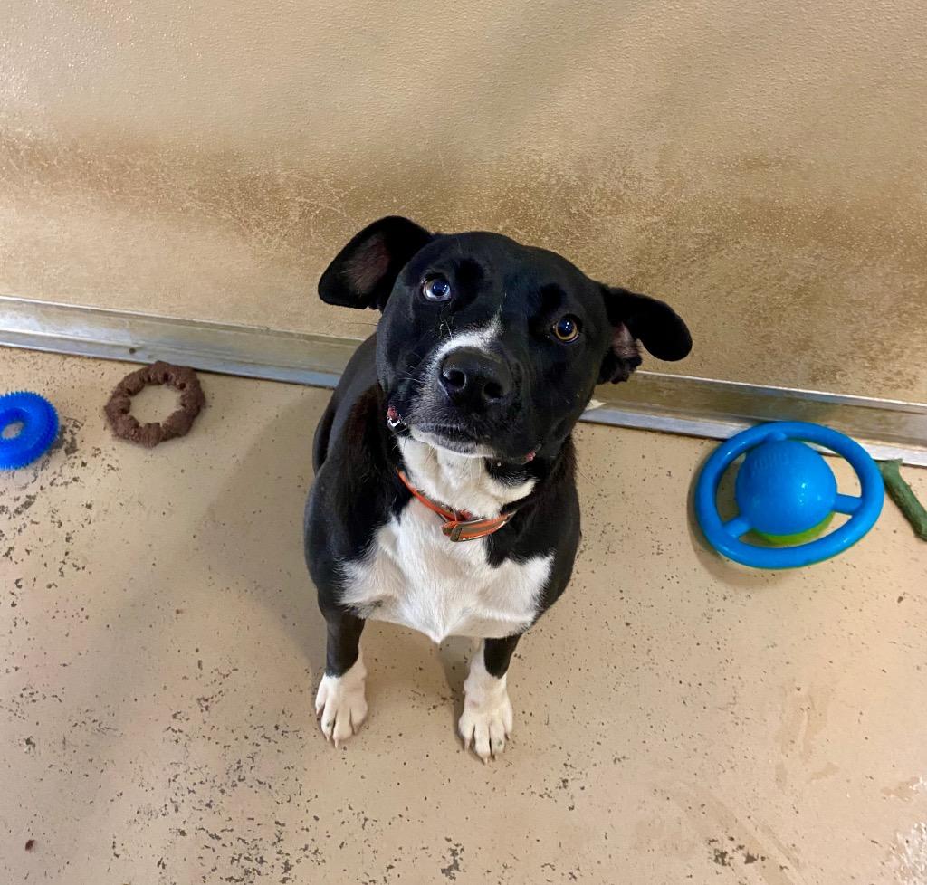 Jaxx, Adoptable, Adult Male Husky.