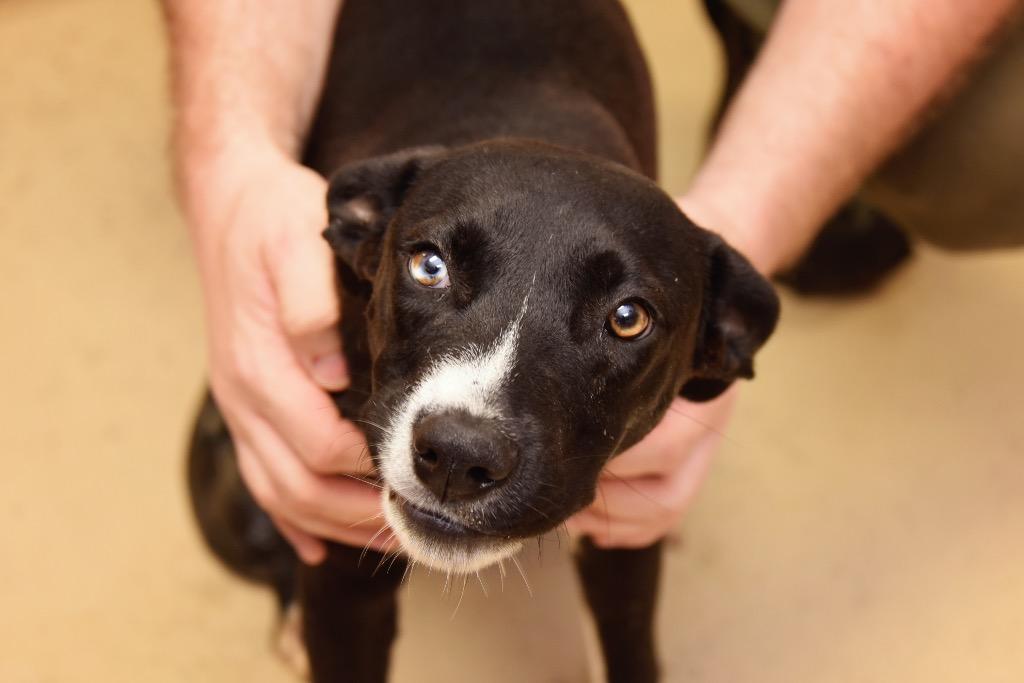 Enlarge Jaxx, a Adoptable mixed breed in West Union, OH image 2/4