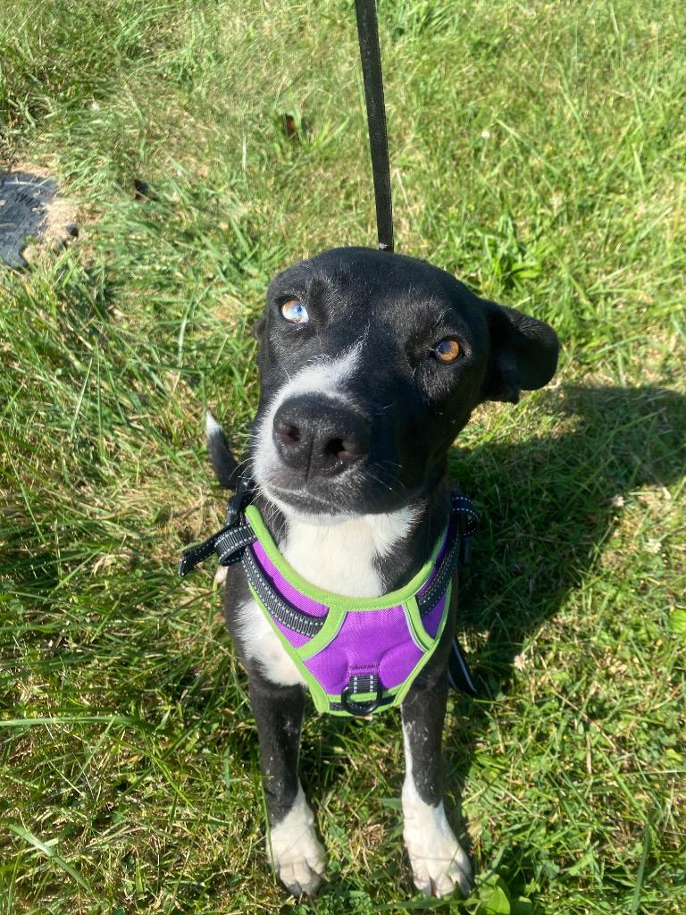 Jaxx, a Adoptable mixed breed in West Union, OH image 4/4