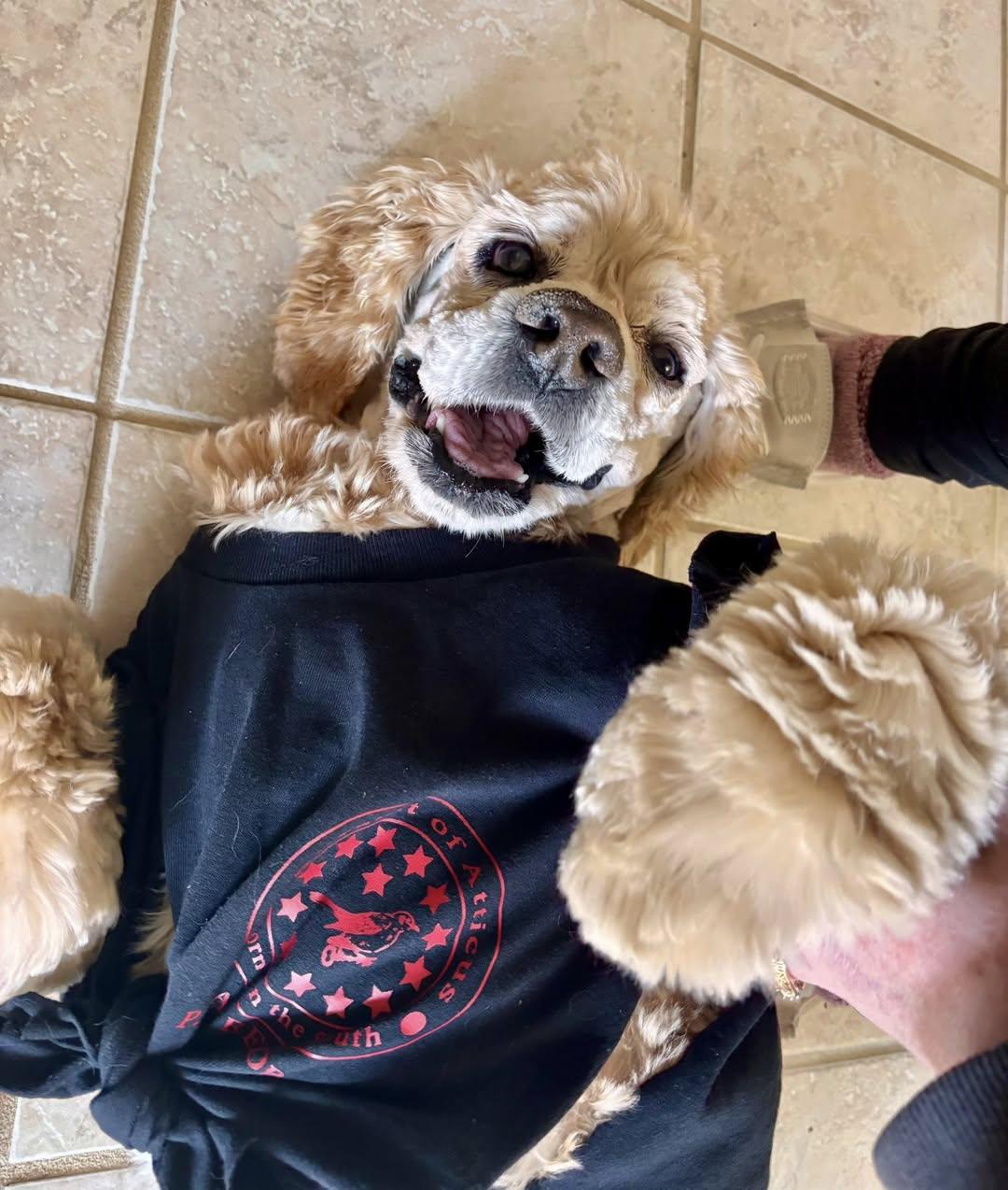 Sounder — thumbnail 4