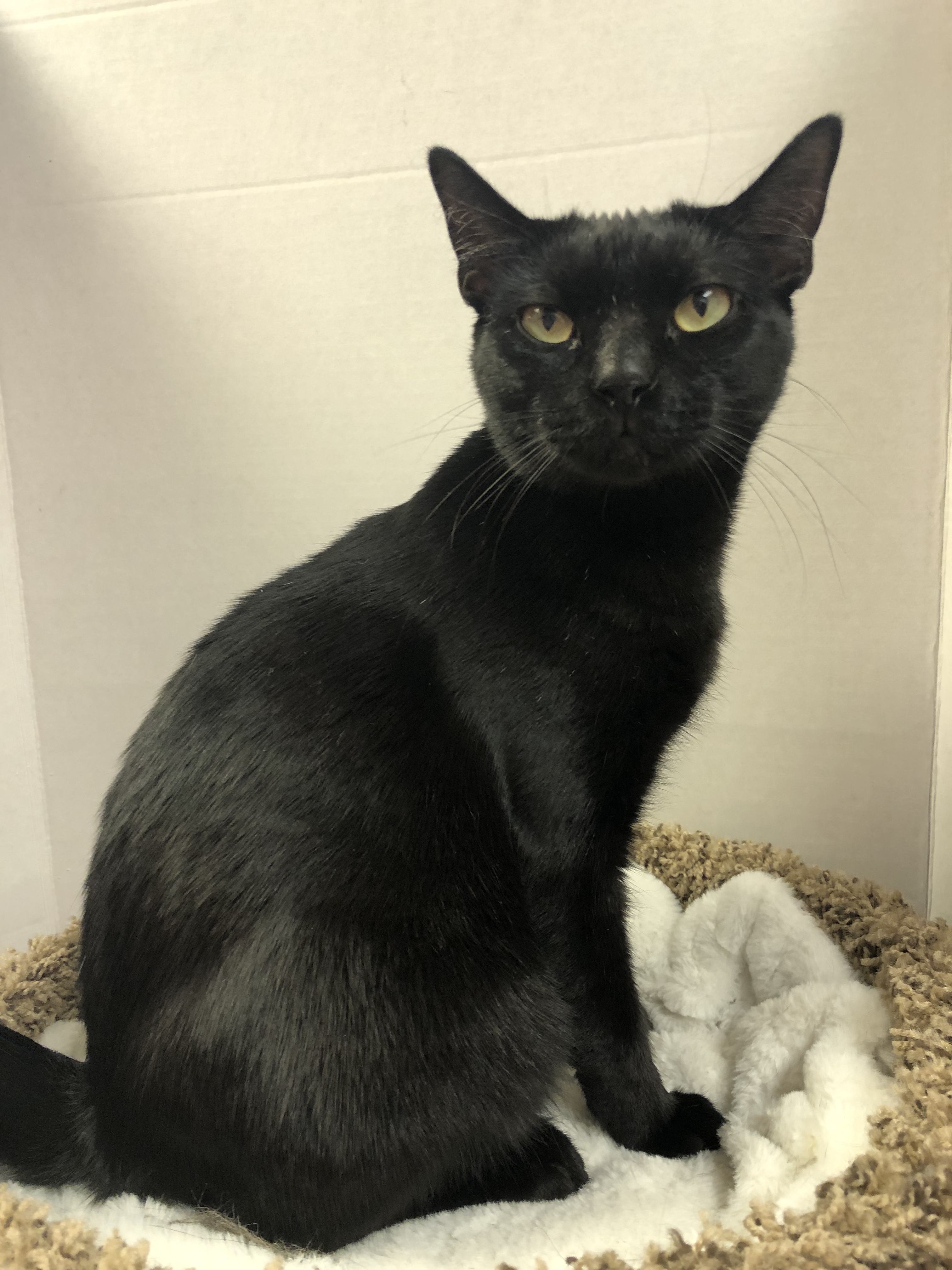 Gypsy, Adult Female unknown