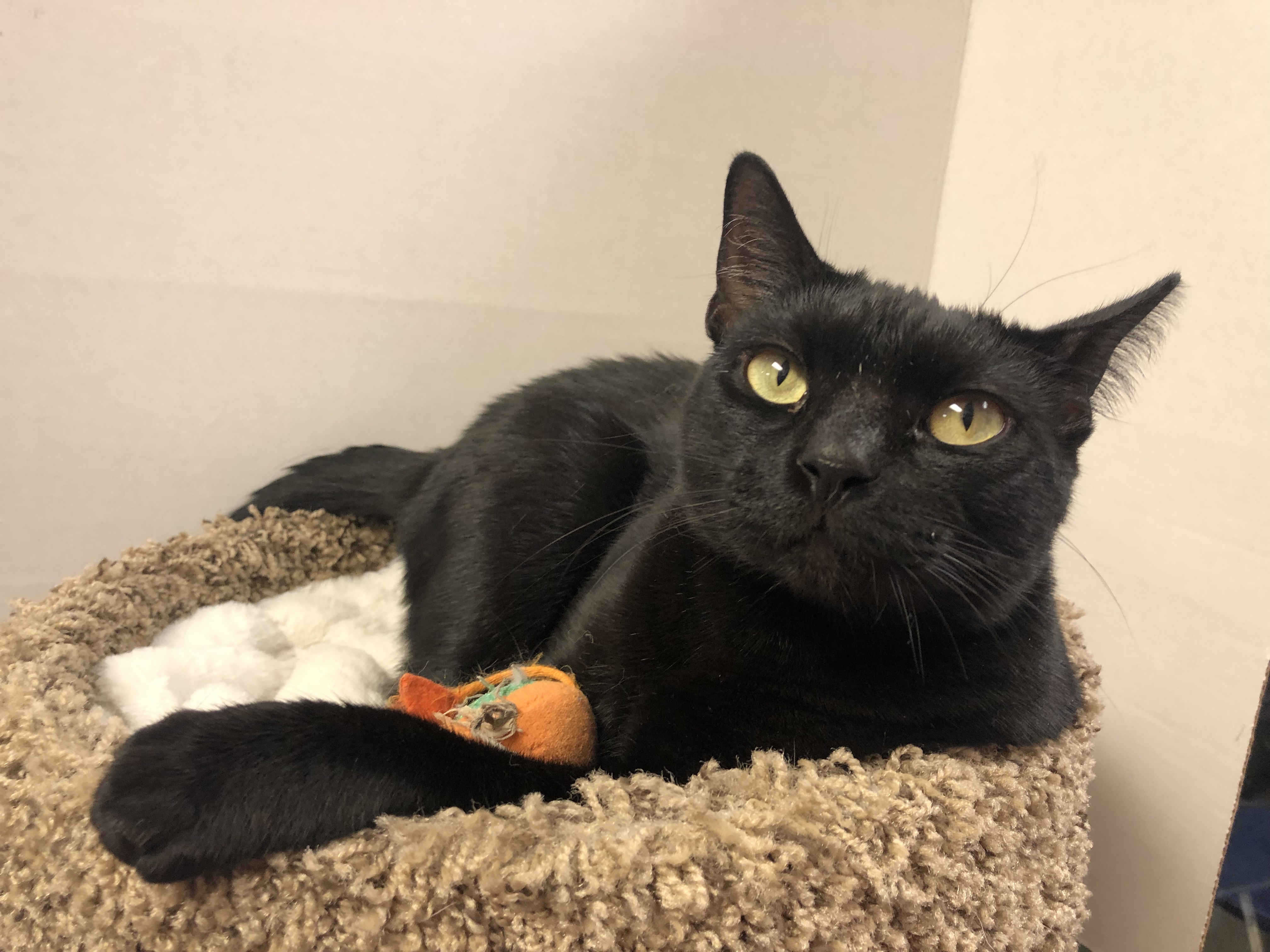 Enlarge Gypsy, a Adoptable mixed breed in Palmetto, FL image 2/6