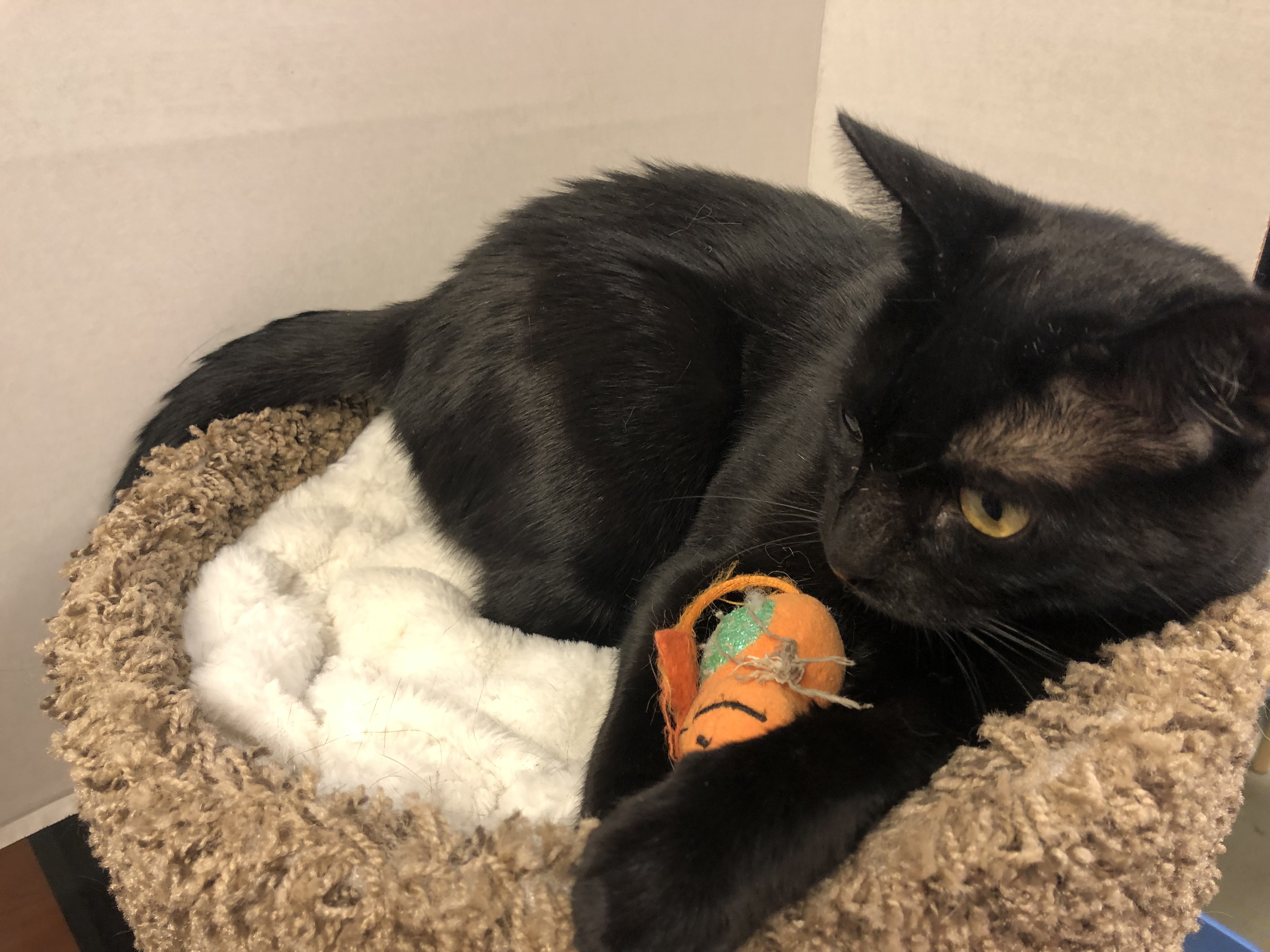 Enlarge Gypsy, a Adoptable mixed breed in Palmetto, FL image 3/6