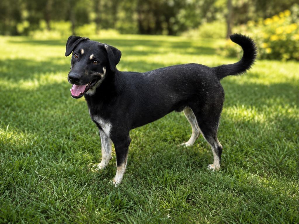 Bear, Adoptable, Young Male Labrador Retriever & Shepherd.