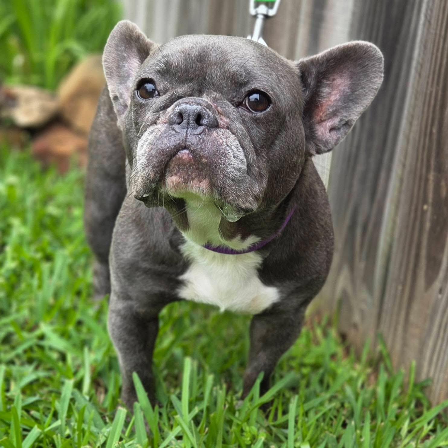 Fanny , a ADOPTABLE French Bulldog in Mendham, NJ image 5/5