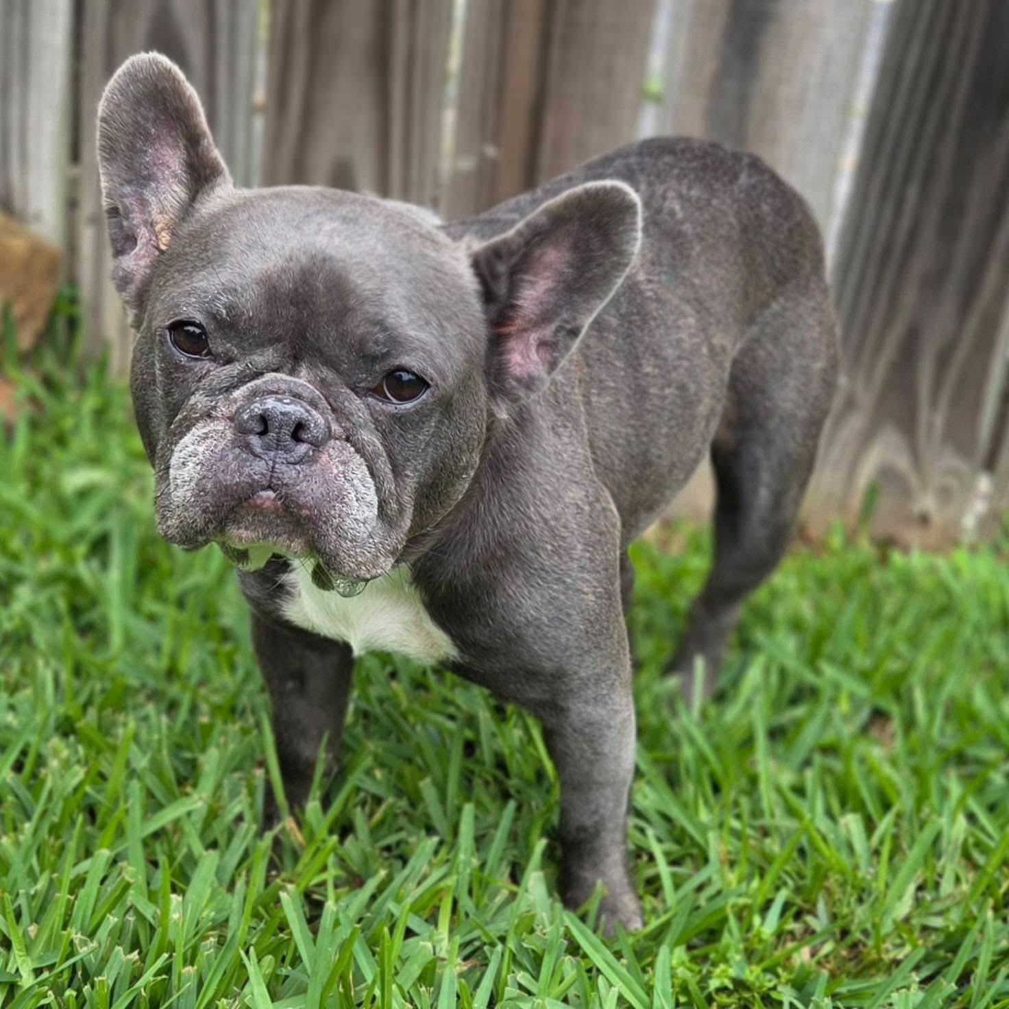 Fanny , a ADOPTABLE French Bulldog in Mendham, NJ image 2/5