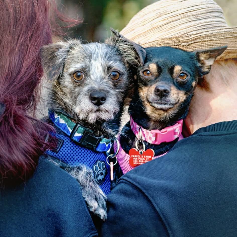 Mabel, a ADOPTABLE mixed breed in Boulder, CO image 4/6