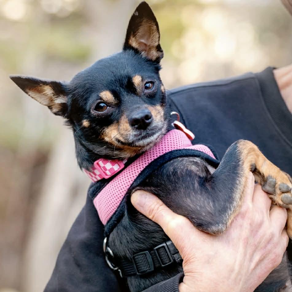 Mabel, a ADOPTABLE mixed breed in Boulder, CO image 6/6