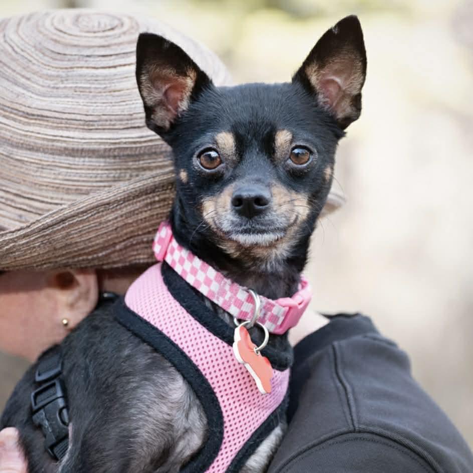 Mabel, a ADOPTABLE mixed breed in Boulder, CO image 1/6