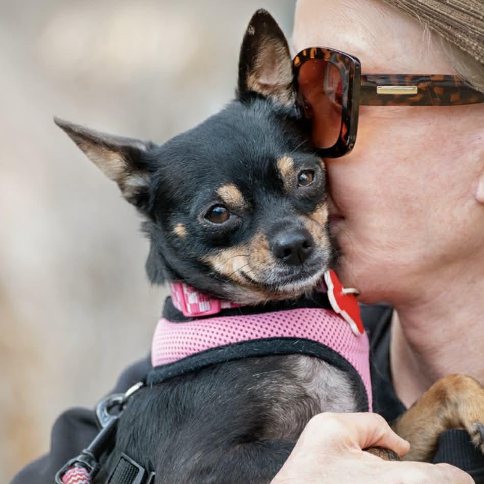 Mabel, a ADOPTABLE mixed breed in Boulder, CO image 3/6