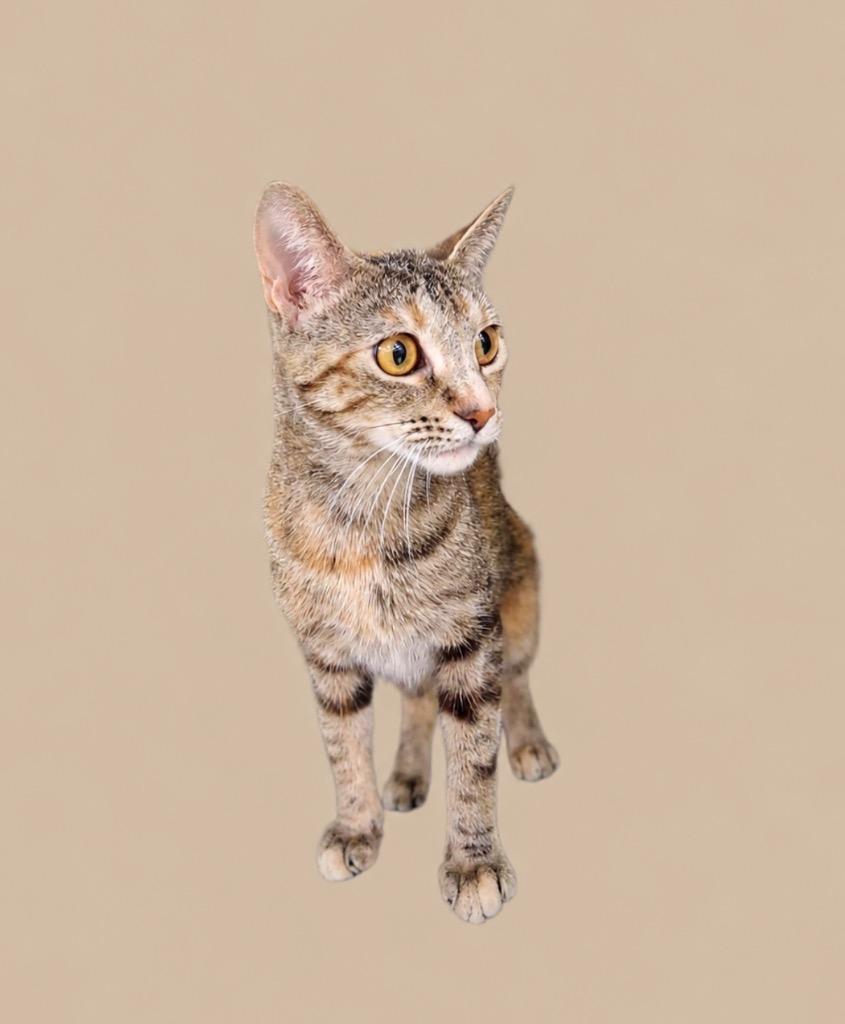 Whiskers the Lioness, Adoptable, Young Female Domestic Short Hair.