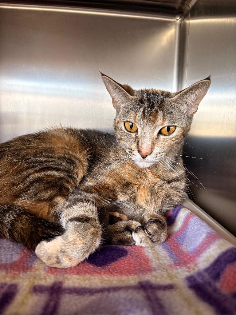 Whiskers the Lioness, Adoptable, Young Female Domestic Short Hair.