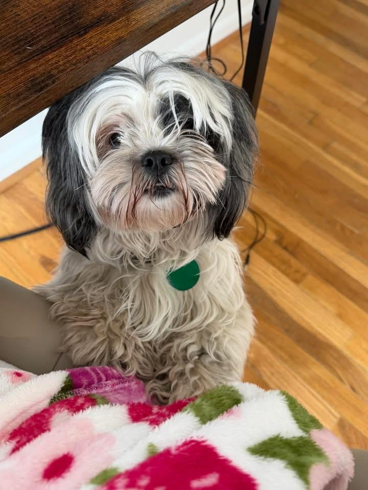Charlotte, adopted, Adult Female Shih Tzu.