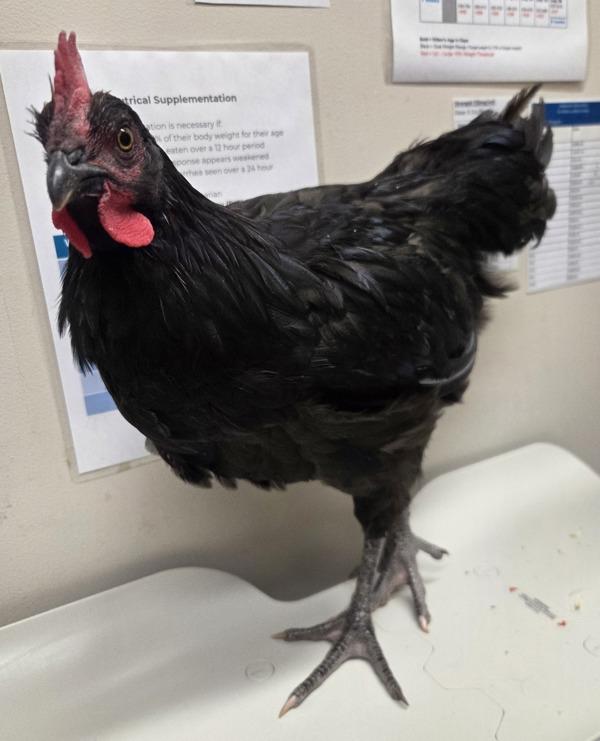 Enlarge Cluck Norris, a Adoptable mixed breed in El Cajon, CA image 1/1
