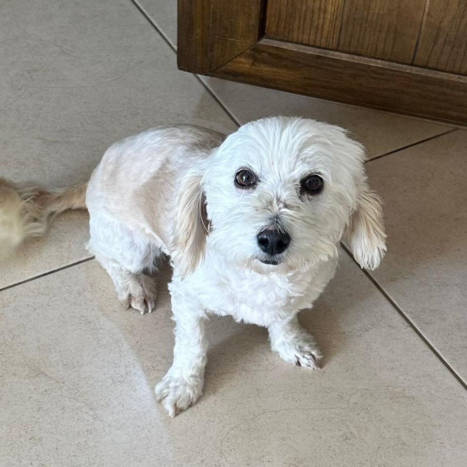 Alma, ADOPTABLE, Adult Female Poodle & Maltese.