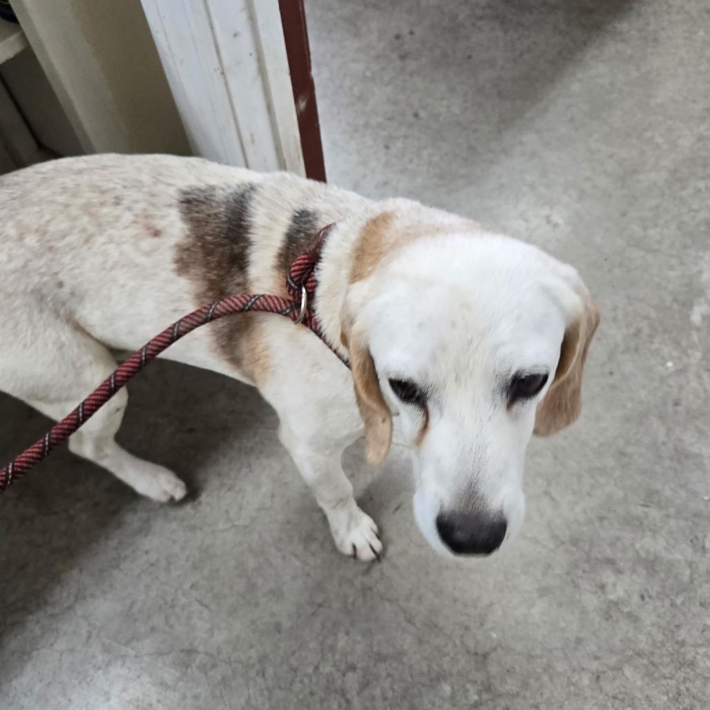 Cade, Adoptable, Senior Male Basset Hound.