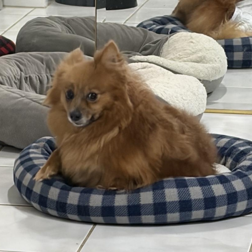 Enlarge Brownie, a Adopted Pomeranian in Omaha, NE image 4/4