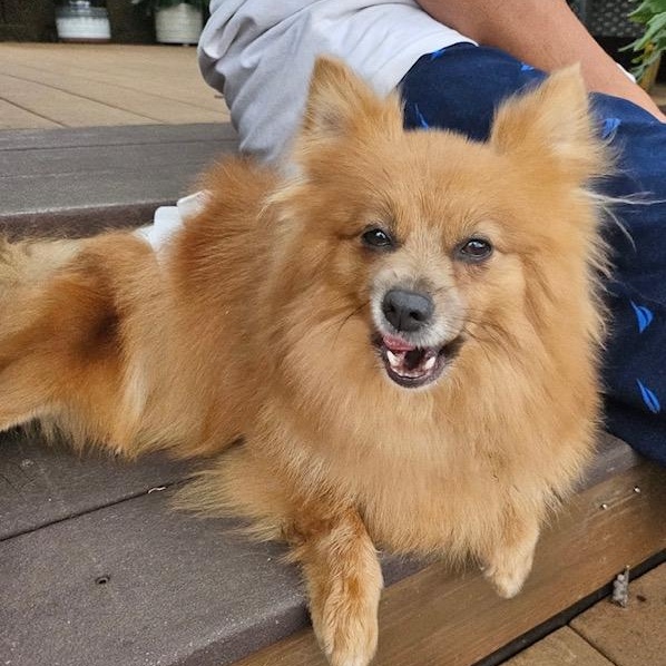 Brownie, Adopted, Adult Female Pomeranian.