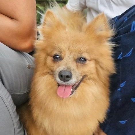Enlarge Brownie, a Adopted Pomeranian in Omaha, NE image 3/4