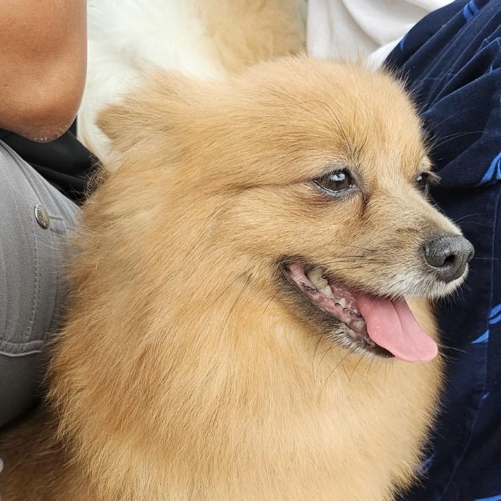 Enlarge Brownie, a Adopted Pomeranian in Omaha, NE image 2/4
