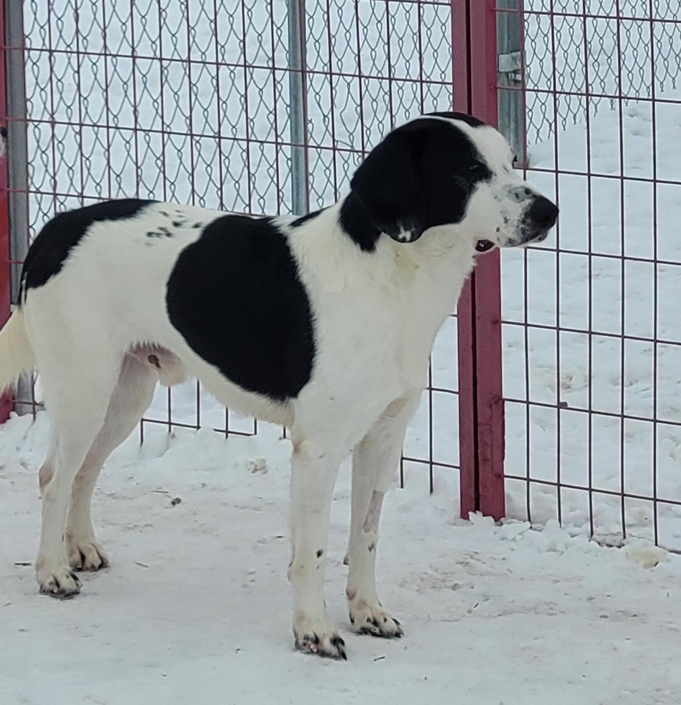 Enlarge Griffon, a hold mixed breed in Lacombe, AB image 4/4