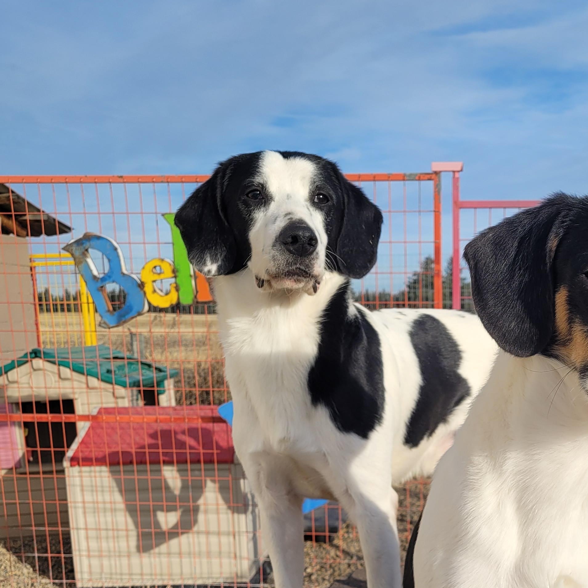 Griffon, adopted, Adult Male Beagle.