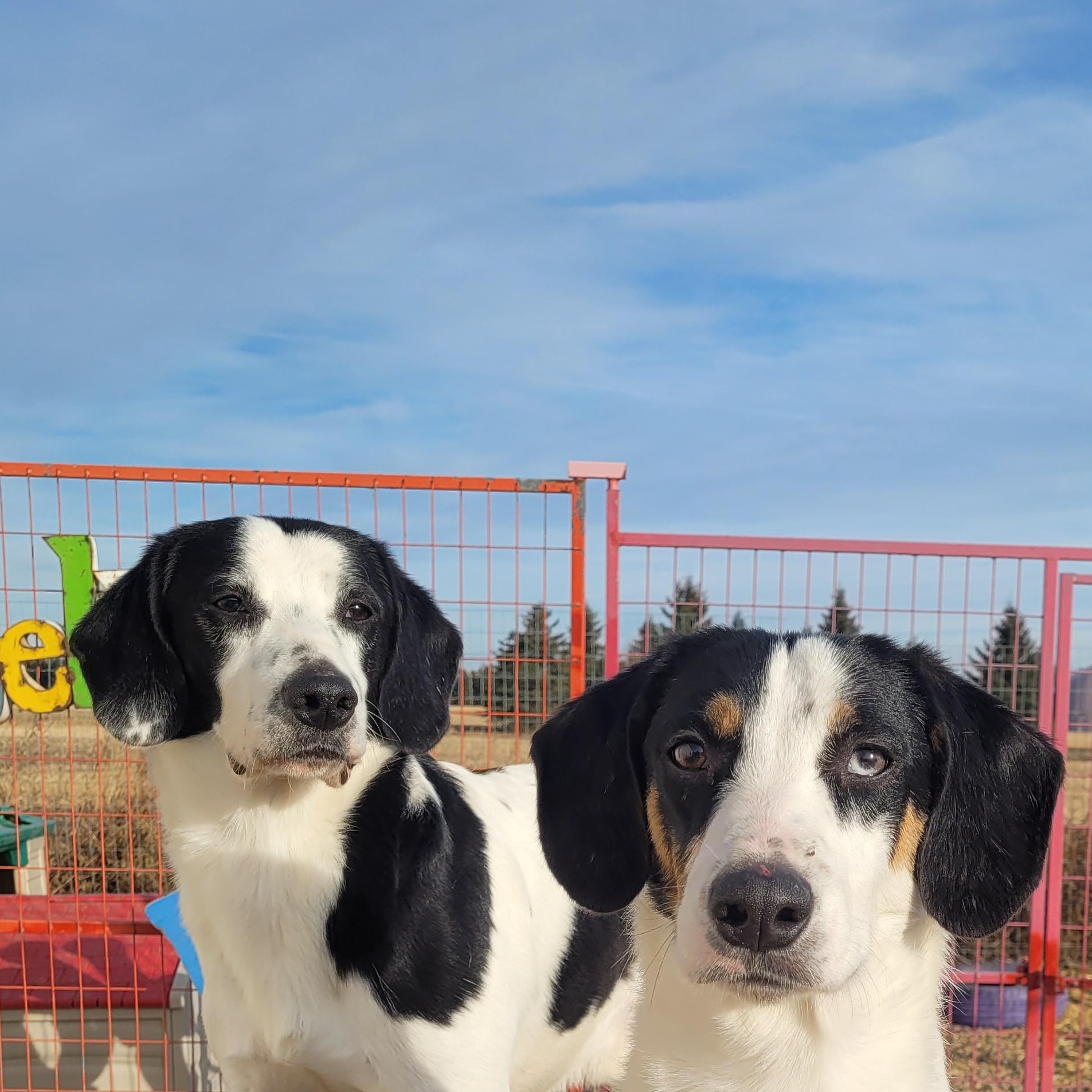 Enlarge Griffon, a hold mixed breed in Lacombe, AB image 2/4