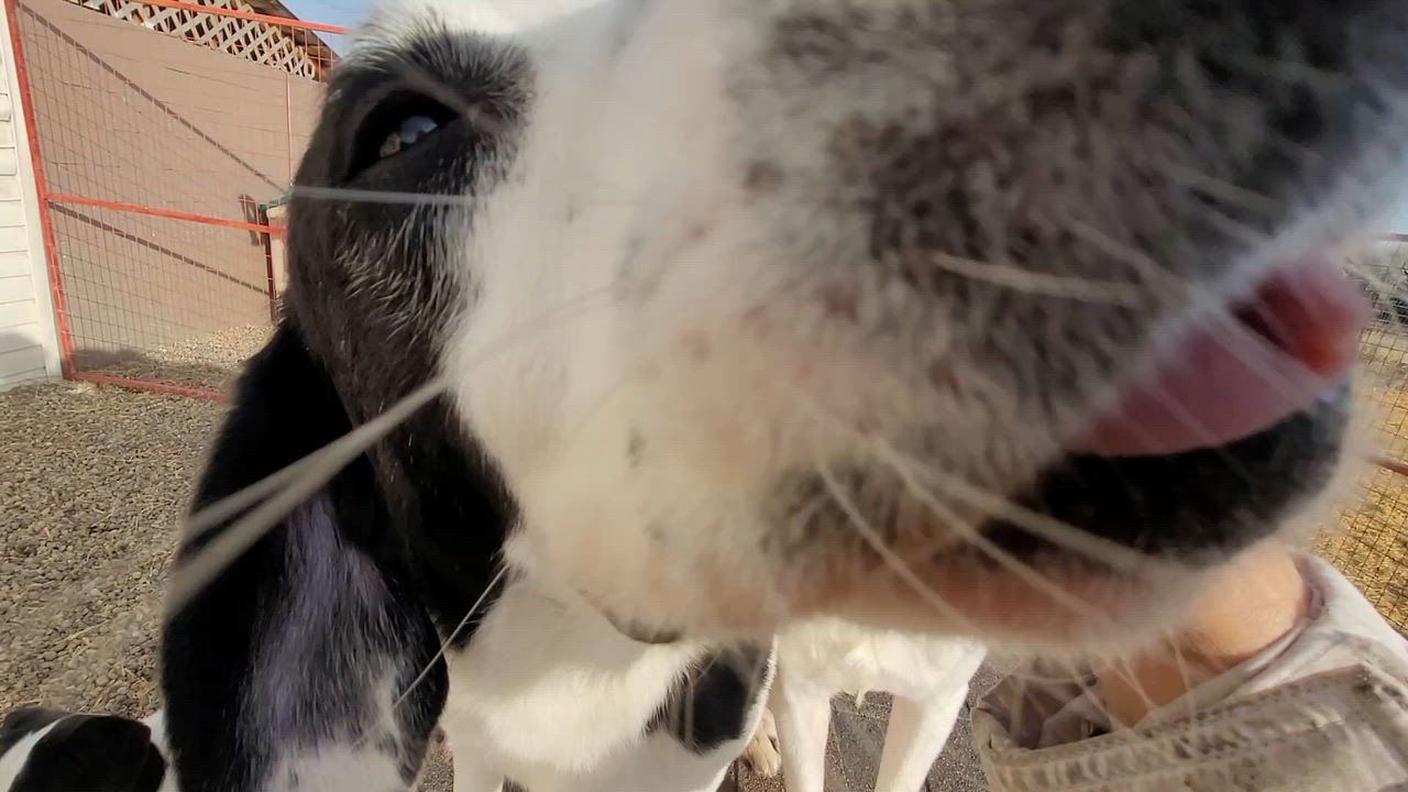 Enlarge Griffon, a hold mixed breed in Lacombe, AB video 3/4