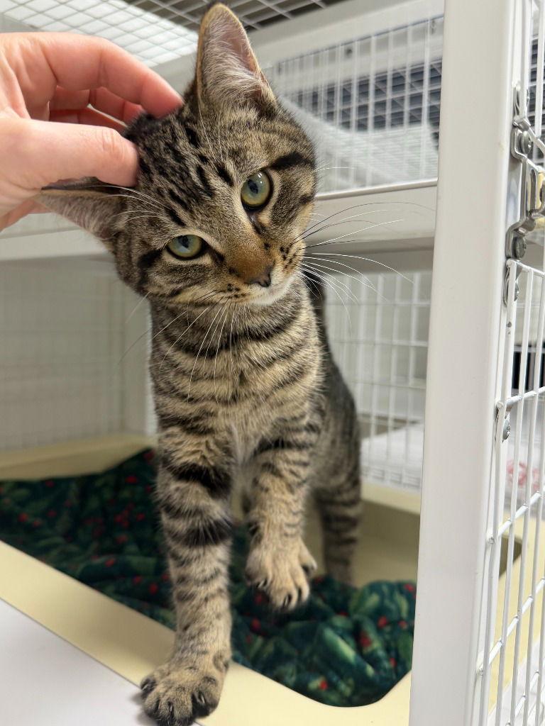 Enlarge Zinc, a Adoptable Domestic Short Hair in St. Helens, OR image 1/1