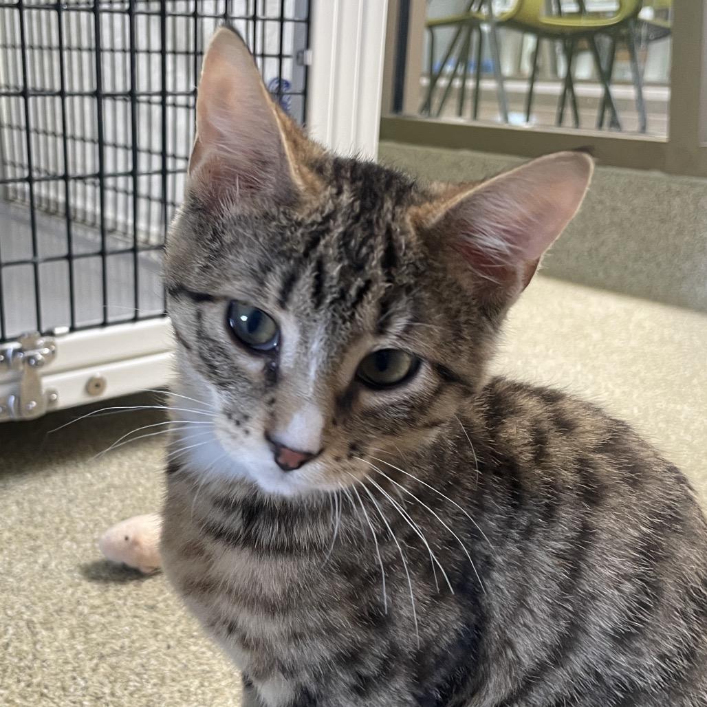 Enlarge Kevin Jonas, a Adoptable Domestic Short Hair in Chicago, IL image 2/2