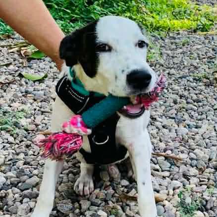 Kona, Adoptable, Young Male Mixed Breed.