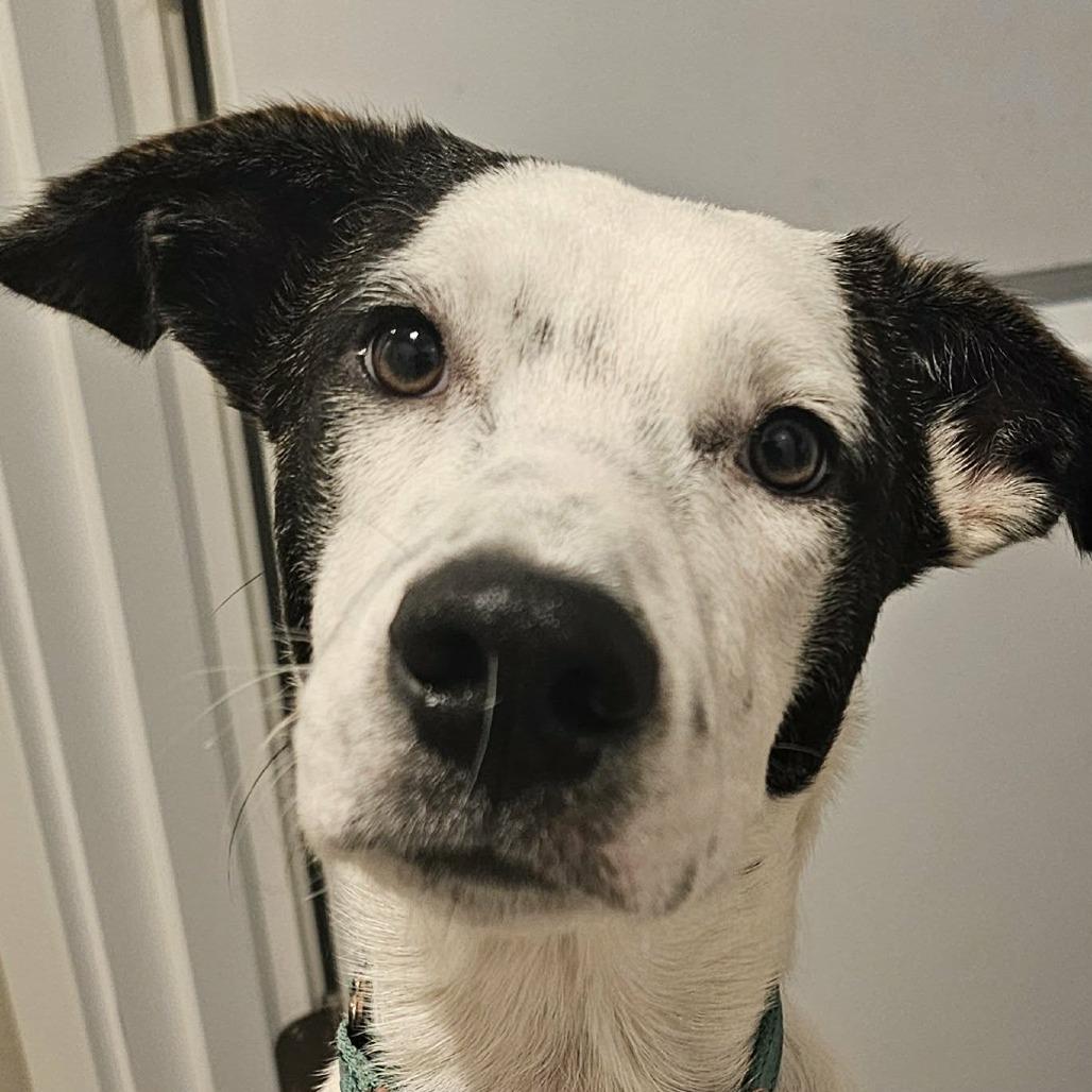 Kona, a Adoptable Mixed Breed in Bend, OR image 2/6