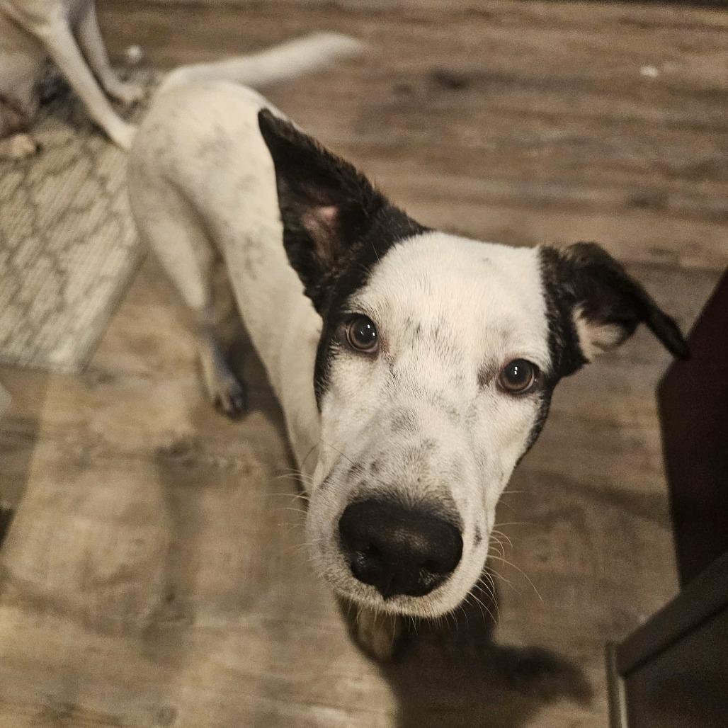 Kona, a Adoptable Mixed Breed in Bend, OR image 3/6